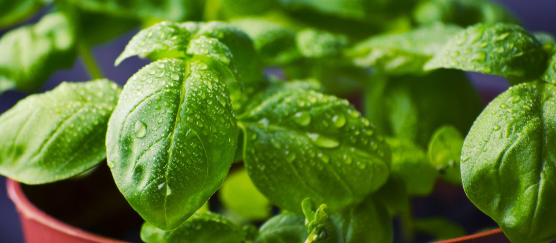 Albahaca en Casitodoonline