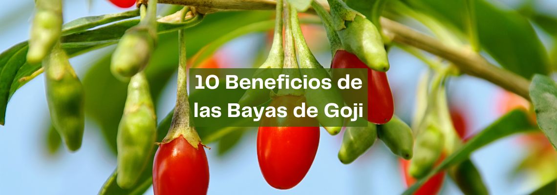 10 beneficios de las bayas de Goji para nuestra salud