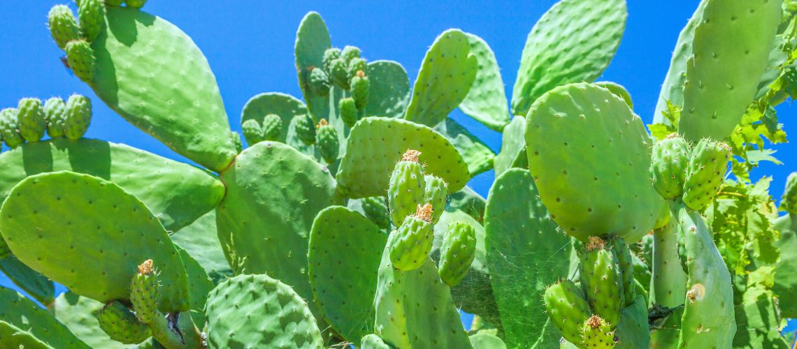Beneficios del nopal en Casitodoonline