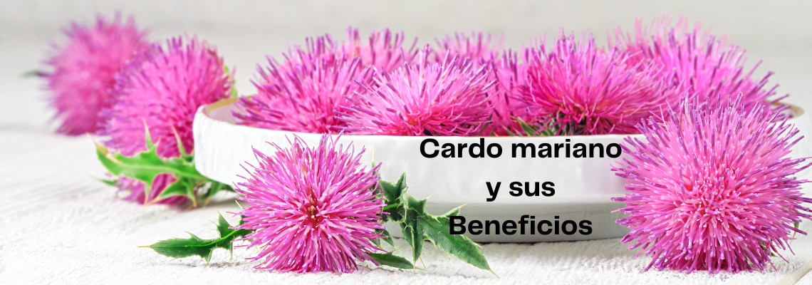 Descubre el Cardo Mariano: Beneficios, Propiedades y Consejos para Aprovechar su Poder Saludable en CasitodoOnline