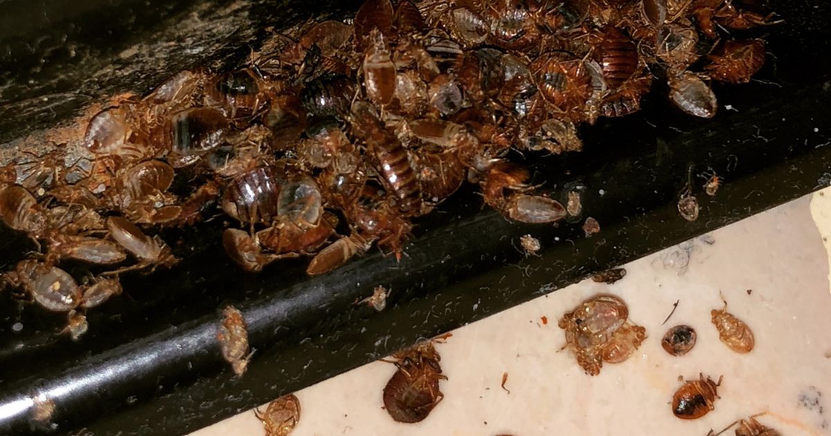 Información sobre las chinches en el blog de casitodoonline