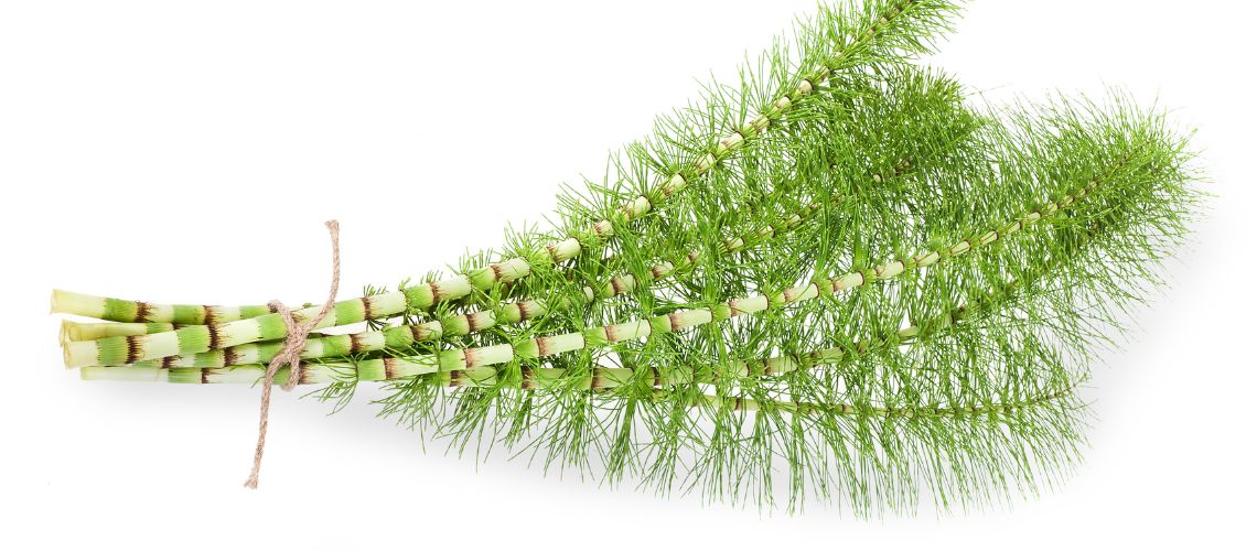 Cola de Caballo en Casitodoonline