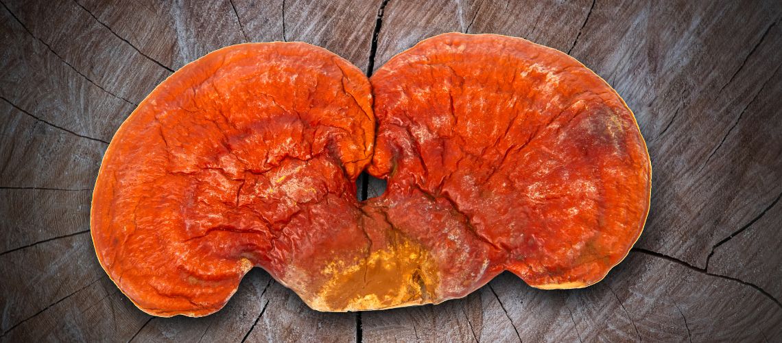 Ganoderma en casitodoonline