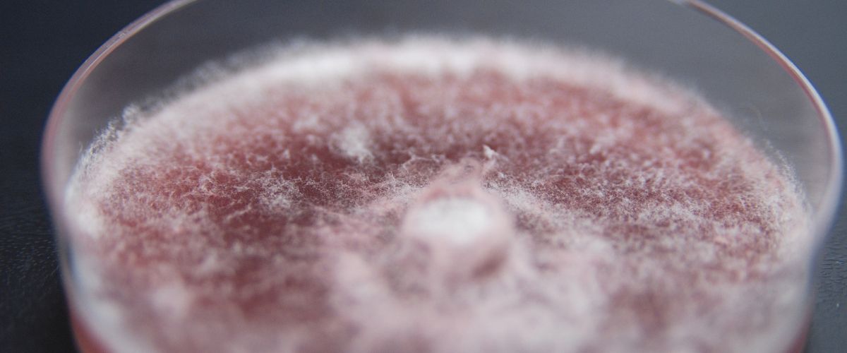 Fusarium Solani en Humanos: Causas, Síntomas y Tratamiento