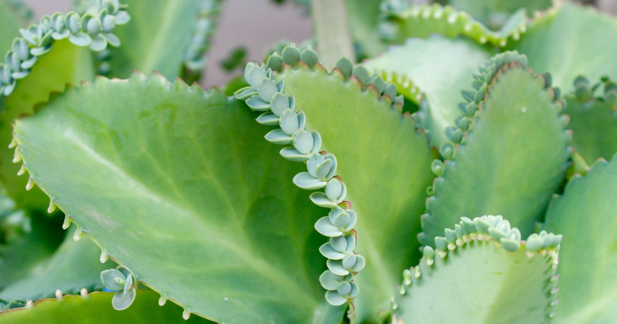 Kalanchoe en Casitodoonline