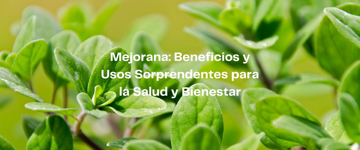 Beneficios y usos de la mejorana en Casitodoonline