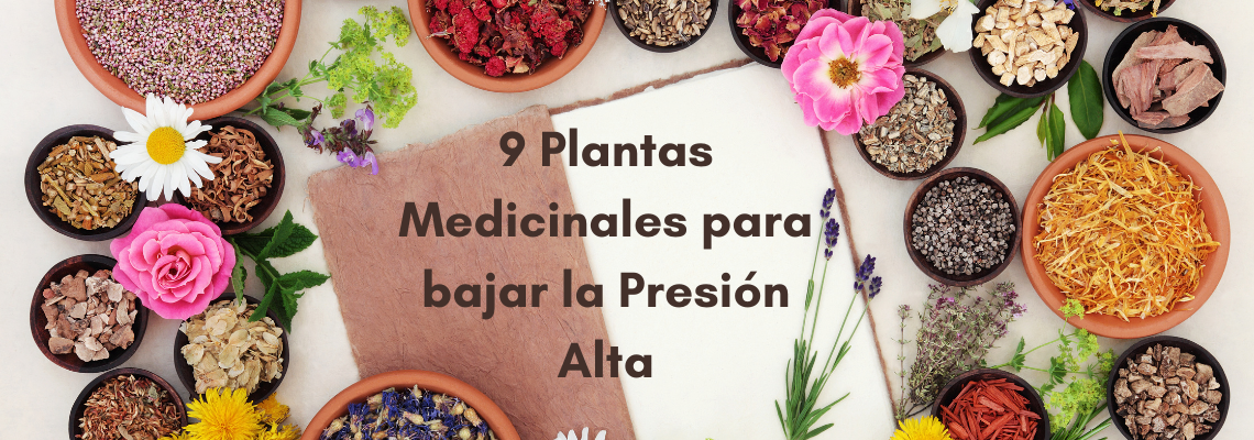 Plantas medicinales contra la presión alta en Casitodoonline