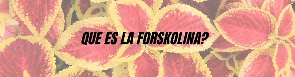 Que es y para que sirve la forskolina?