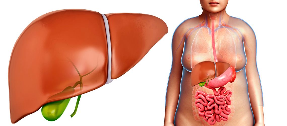 Vesícula biliar en Casitodoonline