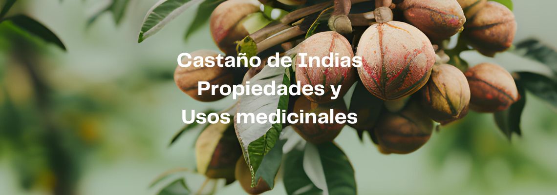 Castaño de Indias en Casitodoonline