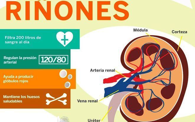 Alimentos que ayudan a la buena salud de los riñones