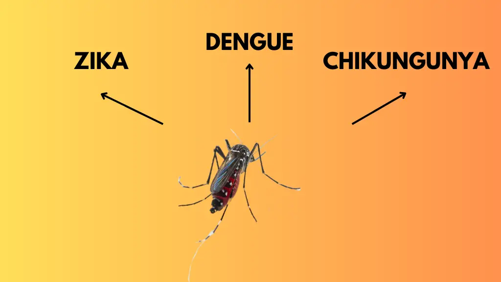 Mosquitos y Amenazas Tropicales: Descifrando el Enigma del Zika, Dengue y Chikungunya